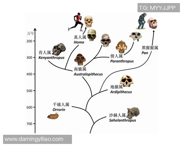 猿人足球明星的传奇之路与人类运动的进化探索